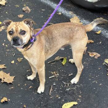 Sly 2026 -  Pug and Chihuahua Dog for Adoption in Cincinnati, Ohio - Sly 2026 | PetCurious