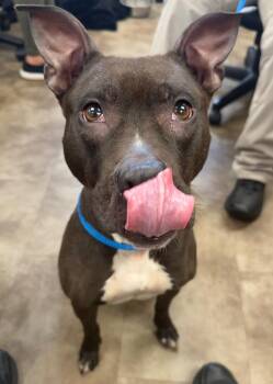 Mattie -  Pit Bull Terrier Dog for Adoption in Springfield, Ohio - Mattie | PetCurious