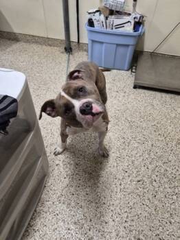 Rescue Pit Bull Terrier and Mixed Breed Dogs for Adoption - RUDY | PetCurious