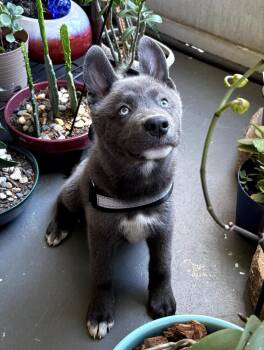 Husky Dogs Available for Adoption in Sarasota, Florida - Smokey Grayson | PetCurious