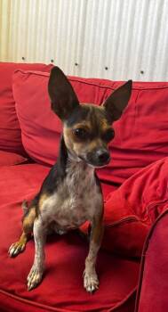 Miller -  Chihuahua Dog for Adoption in Luling, Texas - Miller | PetCurious
