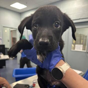 CHUCKLES -  Mixed Breed Dog for Adoption in Greensboro, North Carolina - CHUCKLES | PetCurious