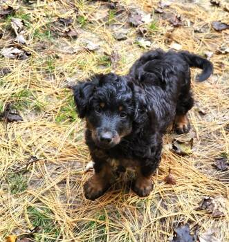 Jade -  Aussiedoodle Dog for Adoption in Liberty Center, Ohio - Jade | PetCurious