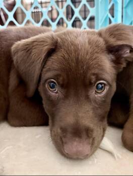 Kona * -  Labrador Retriever Dog for Adoption in West Palm Beach, Florida - Kona * | PetCurious