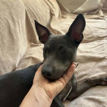 *** Zelda -  Mixed Breed Dog for Adoption in Oceanside, California - *** Zelda | PetCurious