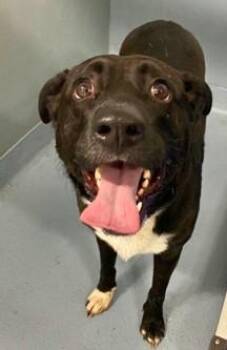 Black Labrador Retriever Dogs Available for Adoption in Sheboygan, Wisconsin - Diesel | PetCurious