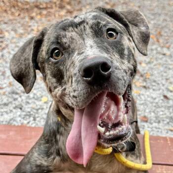 Chai Tea -  Mixed Breed Dog for Adoption in Asheville, North Carolina - Chai Tea | PetCurious