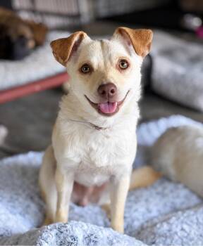 Spencer -  Chihuahua Dog for Adoption in Oakland, California - Spencer | PetCurious