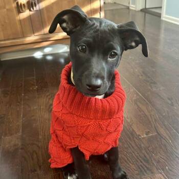 Rescue Terrier Dogs for Adoption in Seguin, Texas - Susie Q | PetCurious