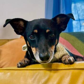 Dachshund and Chihuahua Dogs Available for Adoption in Friendswood, Texas - Floyd Daniel | PetCurious