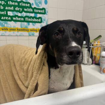 Bo -  Mixed Breed Dog for Adoption in Summerville, South Carolina - Bo | PetCurious