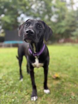 Jeppy -  Terrier Dog for Adoption in New London, Wisconsin - Jeppy | PetCurious