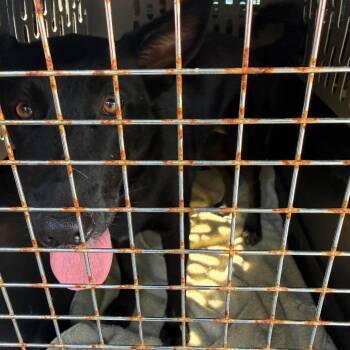 Medusa -  Mixed Breed Dog for Adoption in Huntington, West Virginia - Medusa | PetCurious