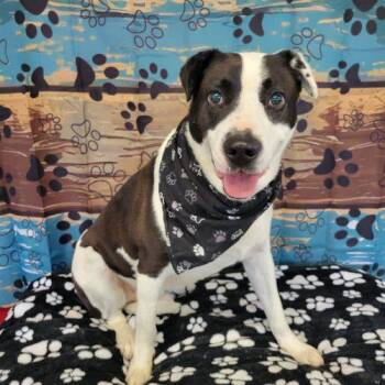 Domino -  Labrador Retriever and Cattle Dog Dog for Adoption in Leesburg, Alabama - Domino | PetCurious