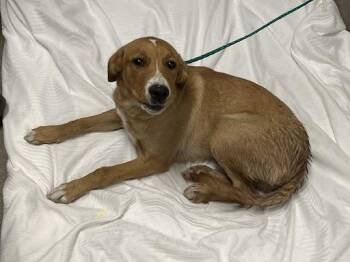 BARK -  Beagle and Mixed Breed Dog for Adoption in Las Vegas, Nevada - BARK | PetCurious