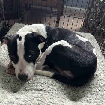 American Staffordshire Terrier Dogs Available for Adoption in Troy, Michigan - Tater | PetCurious