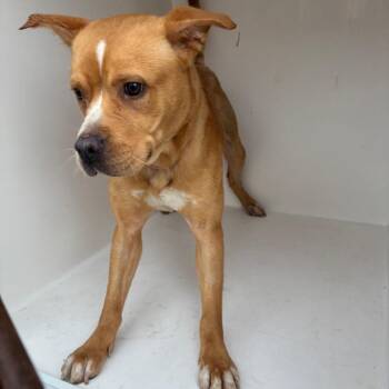 Stitch -  Mixed Breed Dog for Adoption in Chattanooga, Tennessee - Stitch | PetCurious