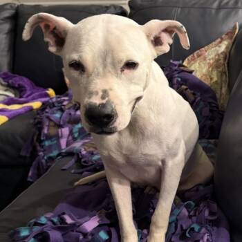 Pit Bull Terrier Dogs Available for Adoption in Dallas, Texas - Lettie | PetCurious