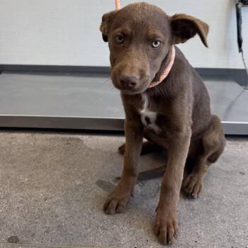 Mixed Breed Dogs Available for Adoption in Las Cruces, New Mexico - 106468 | PetCurious