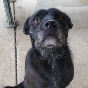 Terrier Dogs Available for Adoption - Lena | PetCurious