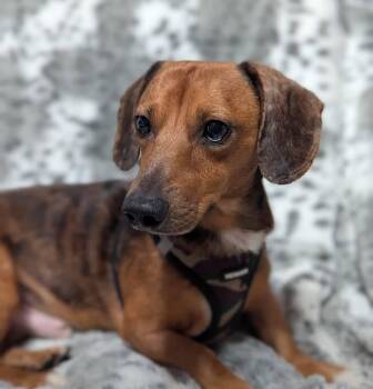 Dachshund Dogs Available for Adoption - Charlie | PetCurious