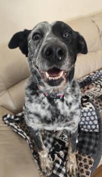 Mixed Breed Dogs Available for Adoption in Chatsworth, Ontario - Dottie | PetCurious