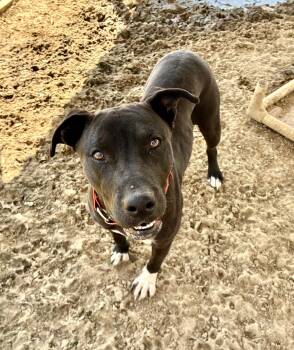 Retriever Dogs Available for Adoption - Bree | PetCurious