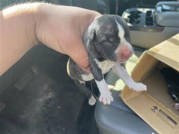 A657567 -  Husky and Mixed Breed Dog for Adoption in Houston, Texas - A657567 | PetCurious