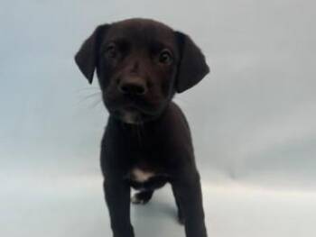 Giggles -  Rottweiler and Mixed Breed Dog for Adoption in Golden Valley, Minnesota - Giggles | PetCurious