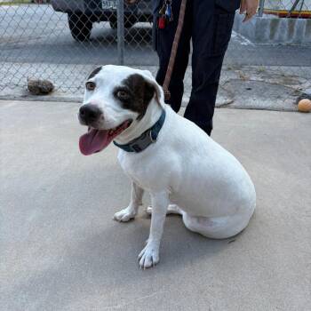 Roo V 26-083 -  Hound and Mixed Breed Dog for Adoption in Little Rock, Arkansas - Roo V 26-083 | PetCurious
