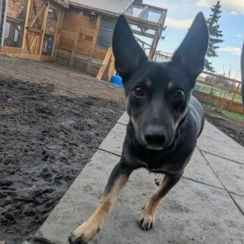 German Shepherd Dog Dogs Available for Adoption in Calgary, Alberta - Chili | PetCurious