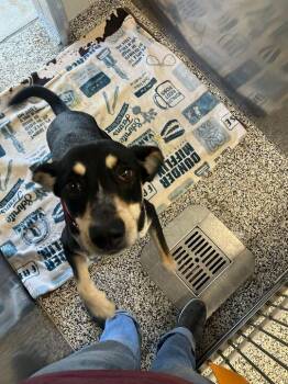 Hound Dogs Available for Adoption - Minnie | PetCurious