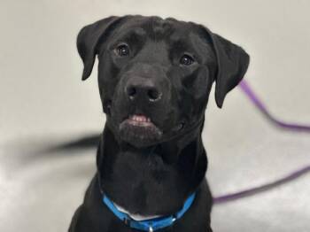 Coco Bread -  Mixed Breed Dog for Adoption - Coco Bread | PetCurious