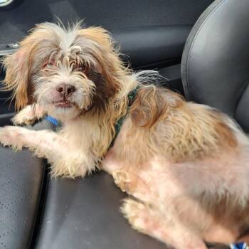 Beans -  Lhasa Apso and Mixed Breed Dog for Adoption in Glenelg, Maryland - Beans | PetCurious