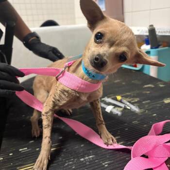 IVHS-Stray-144356 -  Chihuahua Dog for Adoption in San Gabriel, California - IVHS-Stray-144356 | PetCurious