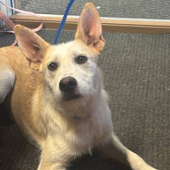 Cooper -  Terrier and Mixed Breed Dog for Adoption in Enterprise, Alabama - Cooper | PetCurious