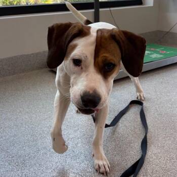 Mixed Breed Dogs Available for Adoption in Englewood, Florida - Snoopy | PetCurious