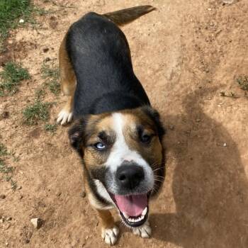 Mabel -  Cattle Dog and Beagle Dog for Adoption in Stillwater, Oklahoma - Mabel | PetCurious