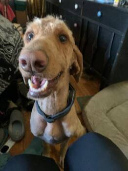 Bilbo -  Poodle and Golden Retriever Dog Available for Adoption in Fayetteville, Arkansas - Bilbo | PetCurious