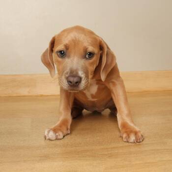 Pollyanna D71435 -  Labrador Retriever and Beagle Dog for Adoption in Minnetonka, Minnesota - Pollyanna D71435 | PetCurious