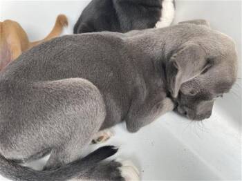 Pit Bull Terrier and Mixed Breed Dogs Available for Adoption in Houston, Texas - A655673 | PetCurious