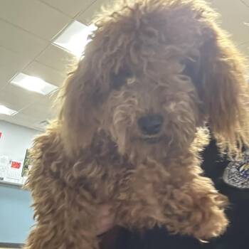 MoMo -  Miniature Poodle Dog for Adoption in Newark, New Jersey - MoMo | PetCurious
