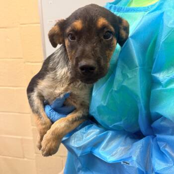 Gideon -  Mixed Breed Dog for Adoption in Corinth, Mississippi - Gideon | PetCurious