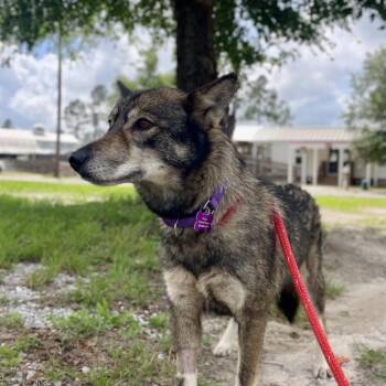 Yang -  German Shepherd Dog Dog for Adoption in Freeport, Florida - Yang | PetCurious