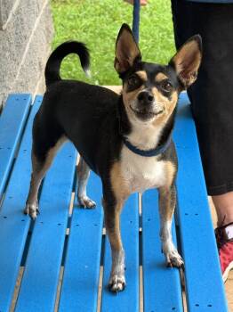 Mitzy -  Rat Terrier Dog for Adoption in Meherrin, Virginia - Mitzy | PetCurious