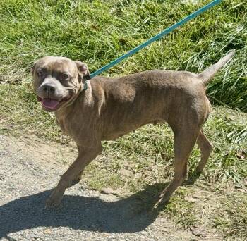 Girlie Girl -  Pit Bull Terrier Dog for Adoption in Sparta, North Carolina - Girlie Girl | PetCurious