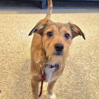 TOBY -  Terrier Dog for Adoption in Fullerton, California - TOBY | PetCurious