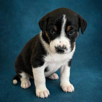 Labrador Retriever and Hound Dogs Available for Adoption in Heber Springs, Arkansas - Mossy | PetCurious