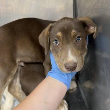 Rush -  Labrador Retriever and Poodle Dog for Adoption in Birmingham, Alabama - Rush | PetCurious