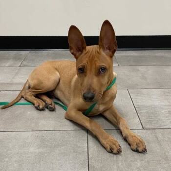 Rescue Basenji Dogs for Adoption in Apache Junction, Arizona - Stuey | PetCurious
